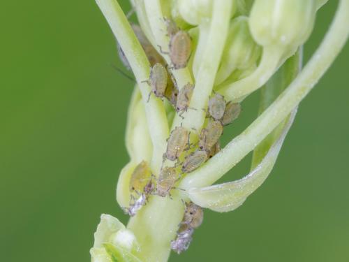 Lipaphis pseudobrassicae_4