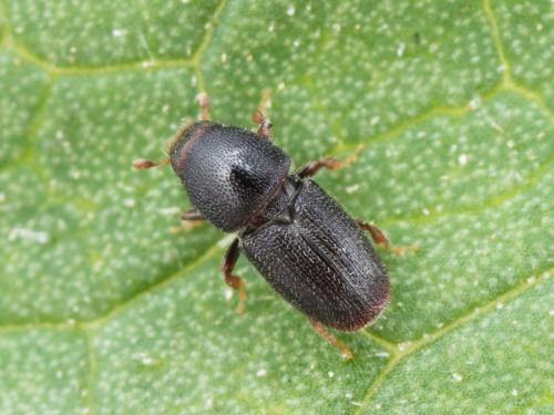 Scolytes des arbres fruitiers (Scolytus rugulosus)_1