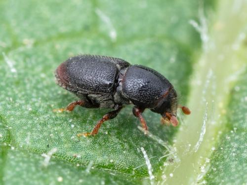 Scolytes des arbres fruitiers (Scolytus rugulosus)_2