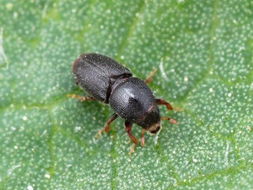 Scolytes des arbres fruitiers (Scolytus rugulosus)_3