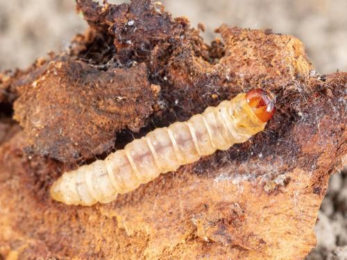 Sésie du cornouiller (Synanthedon scitula)_5