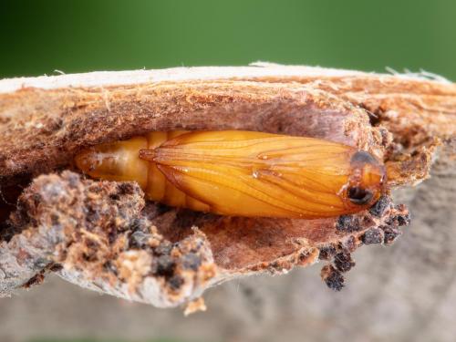 Sésie du cornouiller (Synanthedon scitula)_10