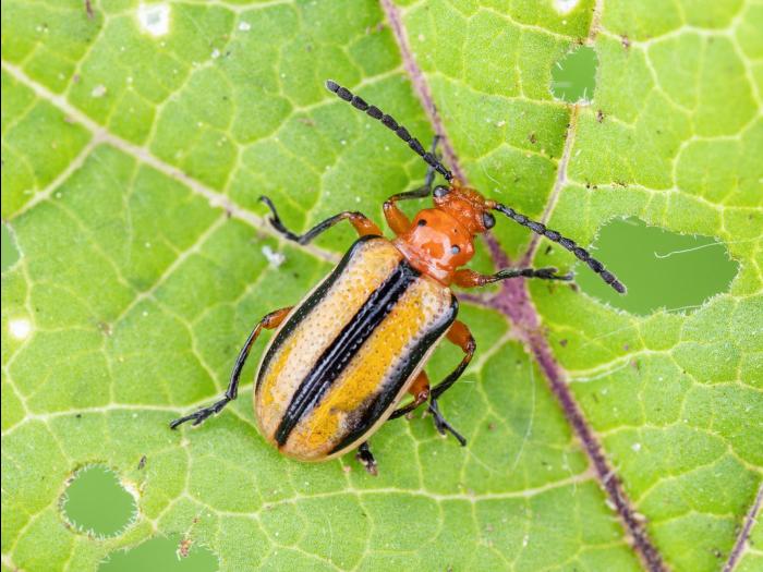 Chrysomèele trirayée de la pomme de terre (Lema daturaphila)_3