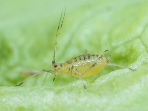 Puceron de la laitue (Nasonovia ribisnigri)