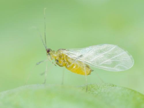 Puceron de la laitue (Nasonovia ribisnigri)