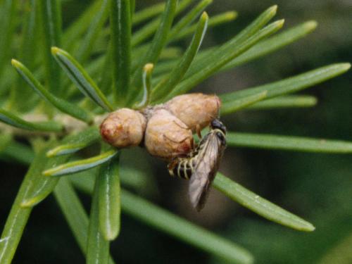 Perce-pousse du sapin (Pleroneura brunneicornis)_1