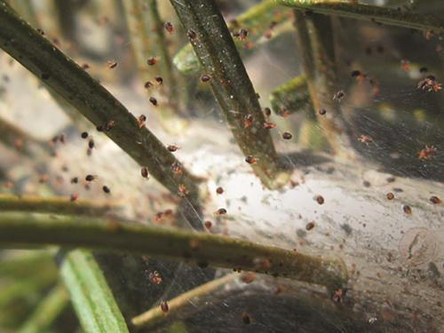 Tétranyque de l'épinette (Oligonychus ununguis)_3