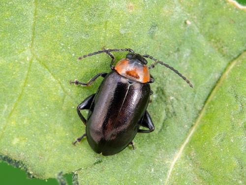 Altise épinard (Disonycha xanthomelas)_1