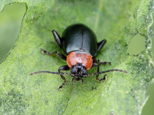 Altise épinard (Disonycha xanthomelas)_3