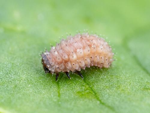 Altise épinard (Disonycha xanthomelas)_8