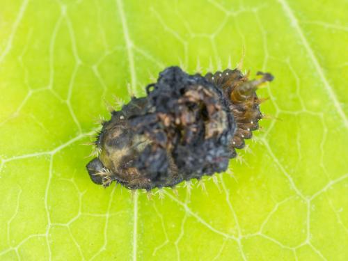 Casside dorée (Charidotella sexpunctata bicolor)_2