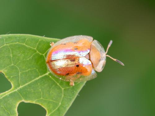 Casside dorée (Charidotella sexpunctata bicolor)_3