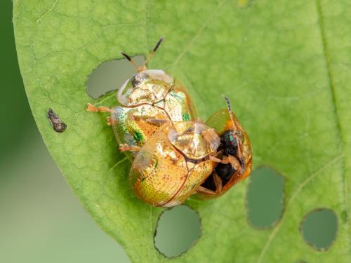 Casside dorée (Charidotella sexpunctata bicolor)_4