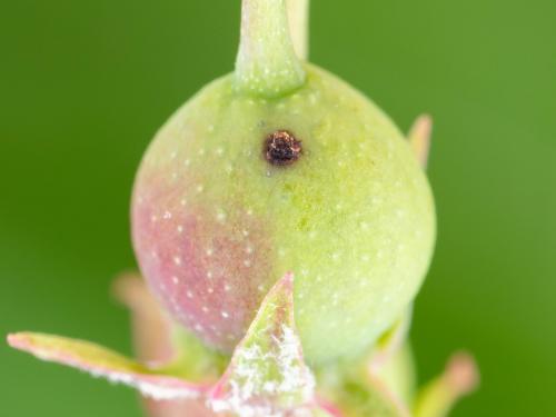 Charançon de la pomme (Anthonomus quadrigibbus)_11