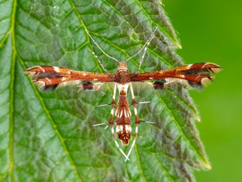 Geina tenuidactyla_3