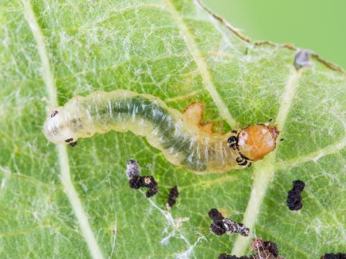 Plieuse de la vigne (Desmia funeralis)_6