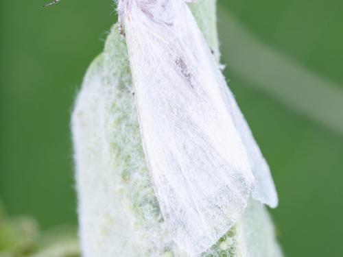 Chenille à tente estivale (Hyphantria cunea)_10