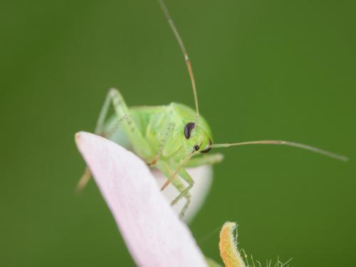 Lygocoris pabulinus_3