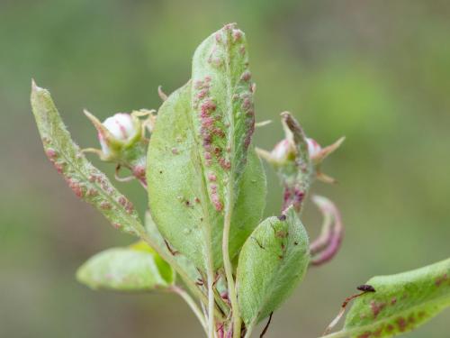 Phytopte du poirier (Eriophyes pyri)_4