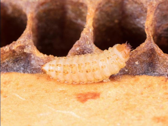 Petit coléoptère de la ruche (Aethina tumida)