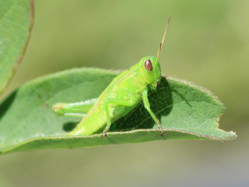 Criquet birayé (Melanoplus bivittatus)_4