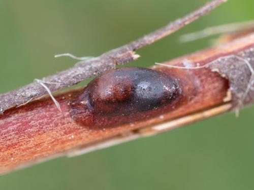 Lécanie de la vigne (Parthenolecanium corni)_2