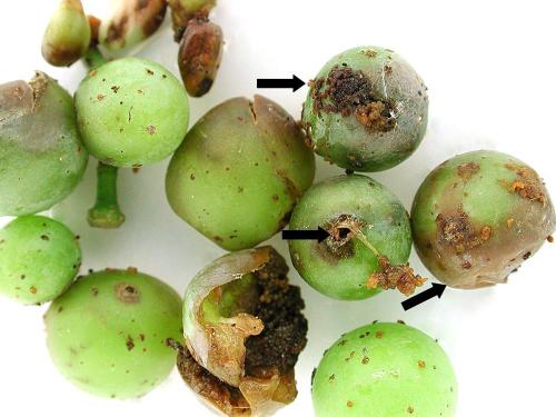 Vigne (raisin) - Tordeuse de la vigne (Paralobesia viteana)_1