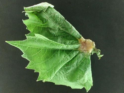 Vigne (raisin) - Cécidomyie gallicole de la tomate et de la vigne (Janetiella brevicauda)_2