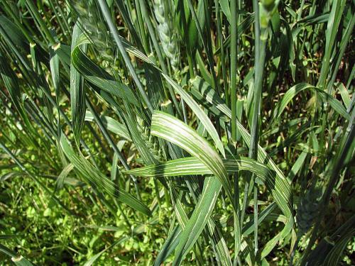 Blé - Criocère des céréales (Oulema melanopus)_2