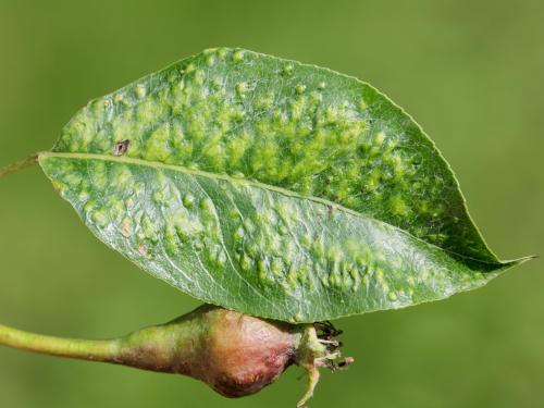 Poire - Phytopte du poirier (Eriophyes pyri )_2