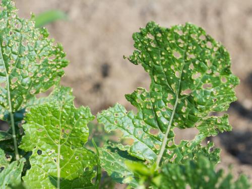 Chou frisé - Altise des crucifères (Phyllotreta cruciferae)_2