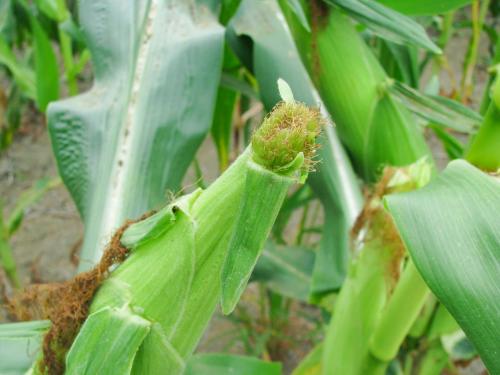 Maïs sucré - Chrysomèle des racines du maïs de l'ouest (Diabrotica virgifera virgifera)_4