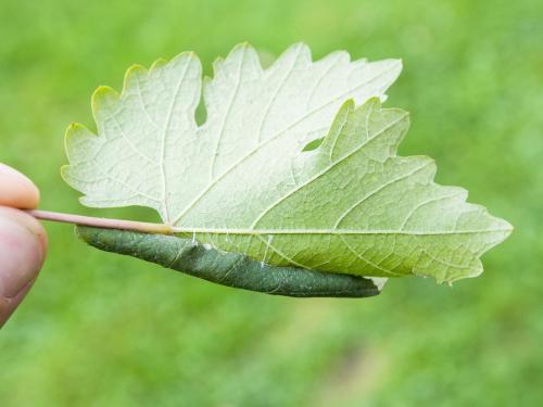 Vigne (raisin) - Plieuse de la vigne (Desmia funeralis)_1