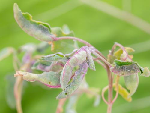 Quinoa - Hayhurstia atriplicis_2