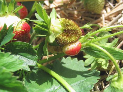 Fraise - Problème variétal