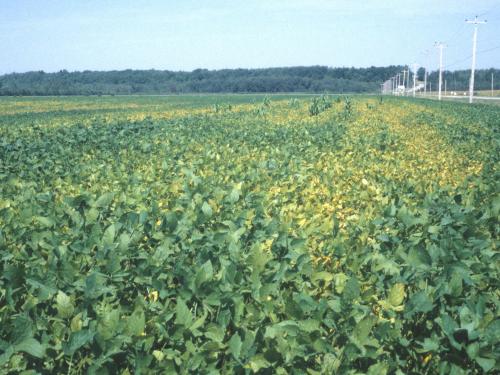 Soya - Carence en manganèse