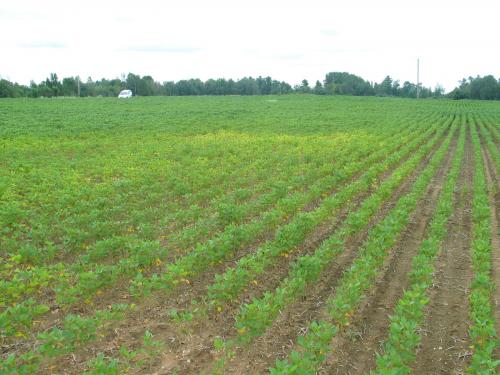 Soya - Carence en manganèse