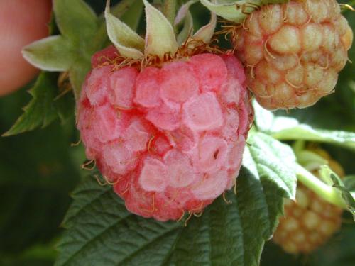 Framboise - Excès d'eau et de pluie