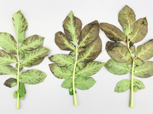 Pomme de terre - Polluant gazeux