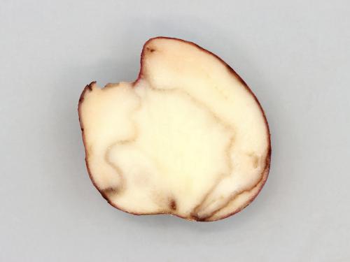 Pomme de terre - Gel en entrepôt