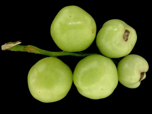 Tomate - Carence en calcium