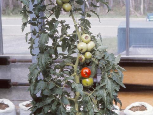 Tomate - Carence en calcium