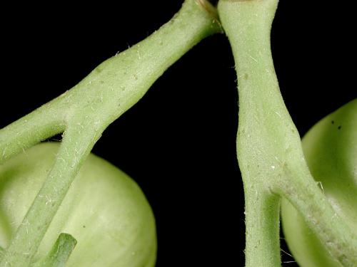 Tomate - Excès de vigueur des tiges