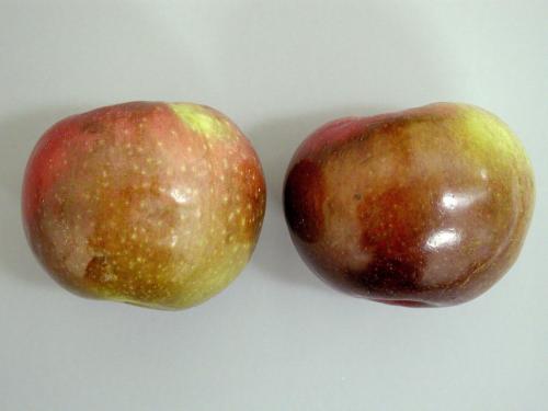 Pomme - Échaudure