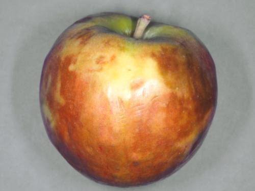 Pomme - Échaudure