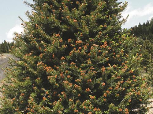 Arbres de Noël (sapins) - Gel printanier