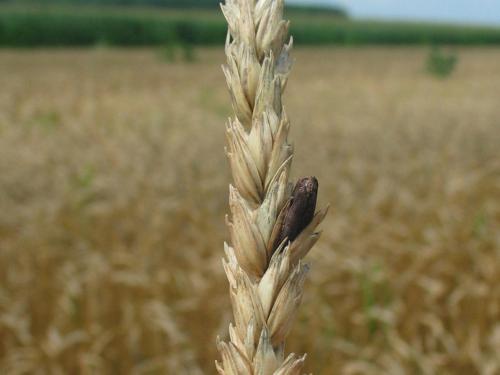 Blé - Ergot (Claviceps purpurea)_2