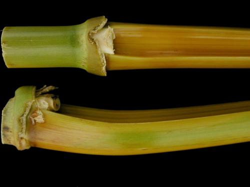 Maïs grain et fourrager - Fusariose de la tige (Fusarium graminearum)