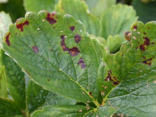 Fraise - Blanc (Sphaerotheca macularis)