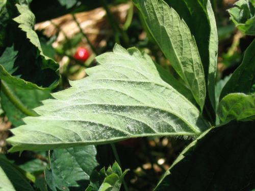 Fraise - Blanc (Sphaerotheca macularis)